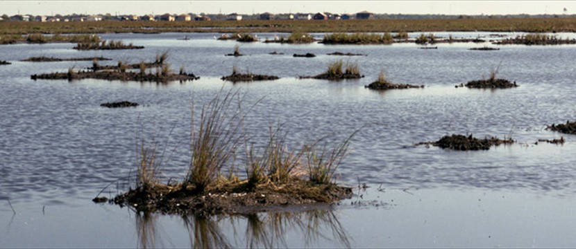 Coastal Restoration